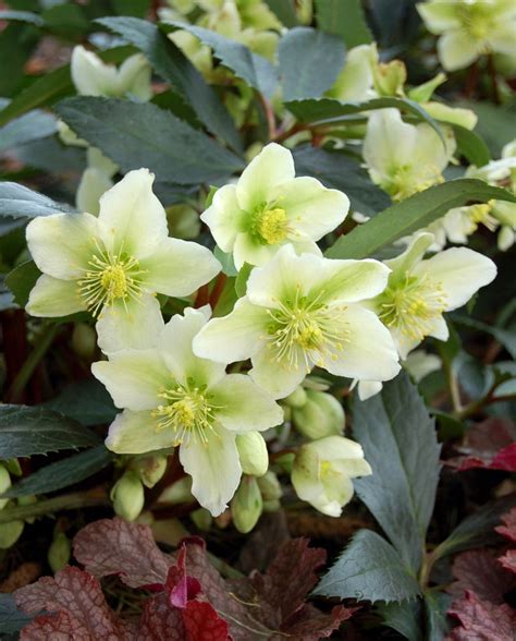 helleborus x nigercors joy rose.